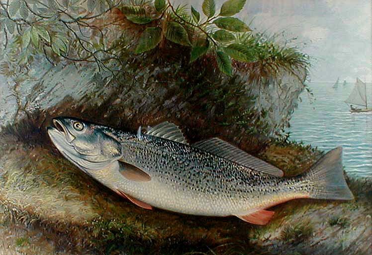 Weakfish by S.A. Kilbourne