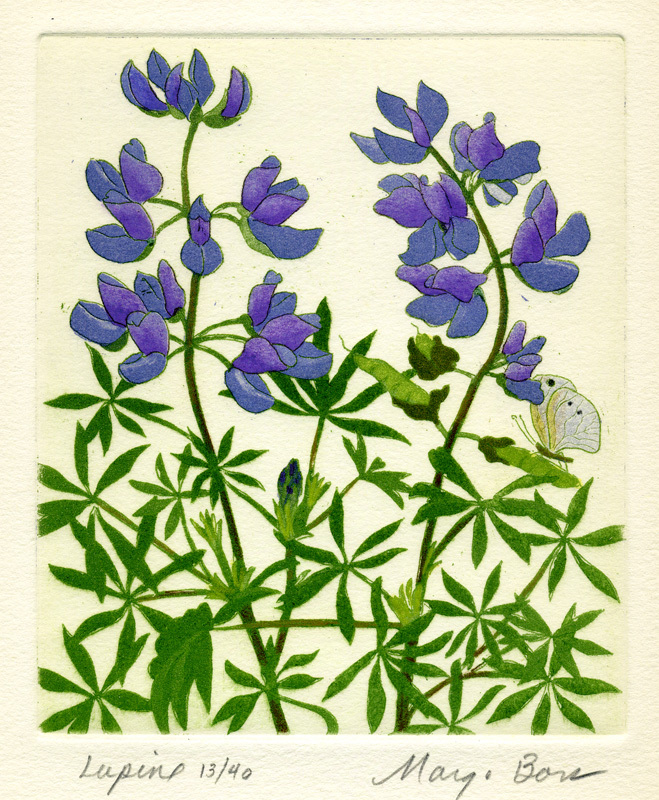 Lupine by Margo Consuela Bors