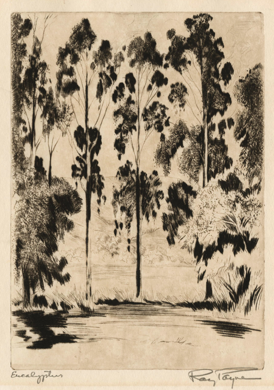 Eucalyptus by Raymond Payne