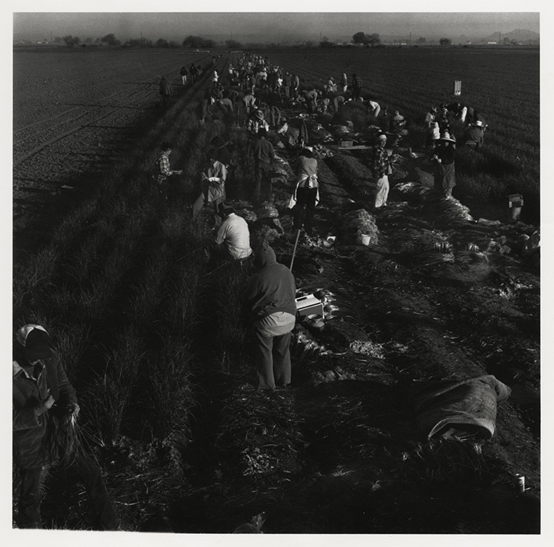 36 Cents for 12 Bunches - Green Onion Field, Salt River Valley, Arizona by Ken Light