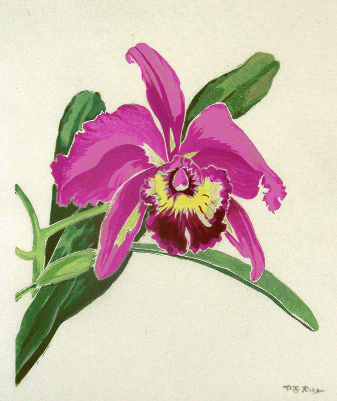 Orchid by William Seltzer Rice