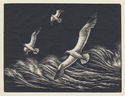 (Seagulls at sea) by Charles OConnor