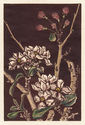 Untitled (apple blossoms) by Charles OConnor