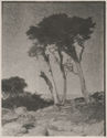 Monterey Cypresses (cypress by the sea) by Leopold Hugo