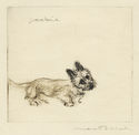 Dog and Cat series: Jorkie by Max Pollak